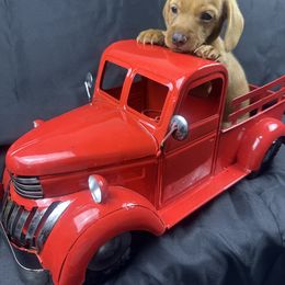 Hickory - Red male Dachshund puppy in Mesquite, Texas from AB Dachshund