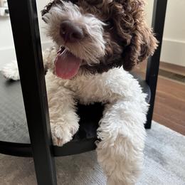 Lagotto Romagnolo Puppies from Fino Lagotto