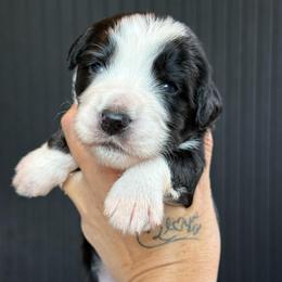 Zumma - male Australian Mountain Doodle puppy in Cortez, Colorado from Sassy Pants Pups