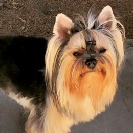 Yorkshire Terriers from IvyCane Yorkies