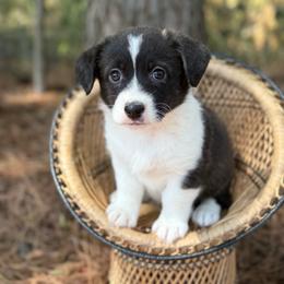 Brindle girl - Brindle and white female American Corgi puppy in Nashville, Arkansas from Whisenhunt Farms