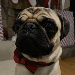 Rufus - Pug