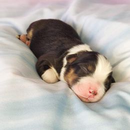 Australian Shepherd Puppies from NK Ranch Australian Shepherds
