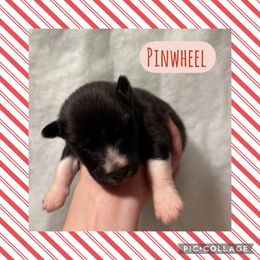 Pinwheel - Agouti and white male Siberian Husky puppy in Southampton, New Jersey from First Frost Kennels