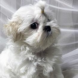 Maltese Puppies from Platinum Dunes Maltese Kennel