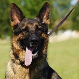 TINSEL - German Shepherd
