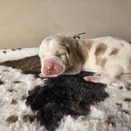 Pumpkin - Red and white female Basset Hound puppy in Denison, Texas from Emma Lou's Baby Bassets