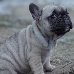 French Bulldogs and Mastiffs from Liberty Mountain