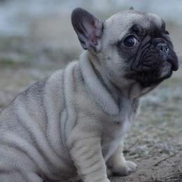 French Bulldogs and Mastiffs from Liberty Mountain