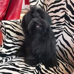 Havanese and Whippet All Grown Up from Alerek whippets and Havanese