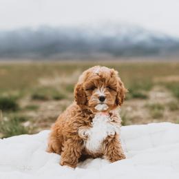 Bernedoodle, Boxer, Goldendoodle, Havapoo, and Poodle Puppies from Lady Paws Puppies