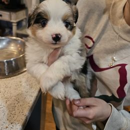 Miniature Australian Shepherd Puppies from Carter's Cuties