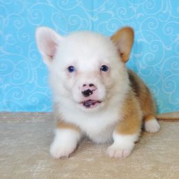 Australian Cattle Dog and Pembroke Welsh Corgi Puppies from Heelers in Texas
