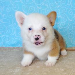Australian Cattle Dog and Pembroke Welsh Corgi Puppies from Heelers in Texas