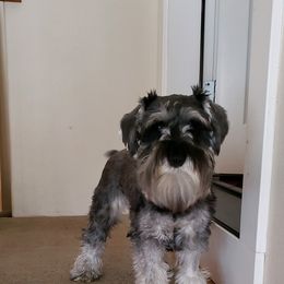 Miniature Schnauzer Puppies from Krystle's Miniature Schnauzers