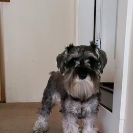 Miniature Schnauzer Puppies from Krystle's Miniature Schnauzers