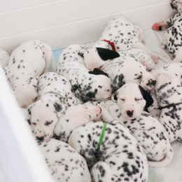 Dalmatian Puppies from Sunshine Dals