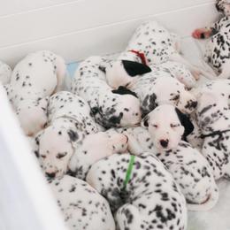 Dalmatian Puppies from Sunshine Dals