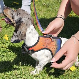Dachshund All Grown Up from Dachhalla Dachshunds
