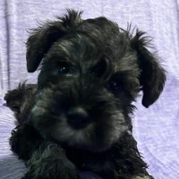 Ace - Salt and pepper male Miniature Schnauzer puppy in Newburgh, Indiana from Lakehouse Miniature Schnauzers of Southern Indiana