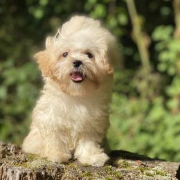Sadie - Cream female Maltipoo puppy in Bellingham, Washington from My Sweet Poodles and Doodles