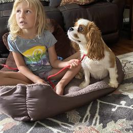 Megan - Cavalier King Charles Spaniel