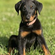 LIGHT PINK Collar - Girl - Black and tan female Beauceron puppy in Bakersfield, California from Von Zirbes Hundehutte
