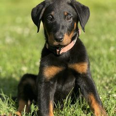 LIGHT PINK Collar - Girl - Black and tan female Beauceron puppy in Bakersfield, California from Von Zirbes Hundehutte