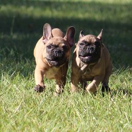 American Bulldog, French Bulldog, and Shorty Bull Puppies from Bingham's Bulldogs LLC