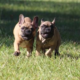 American Bulldog, French Bulldog, and Shorty Bull Puppies from Bingham's Bulldogs LLC