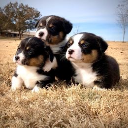 Pembroke Welsh Corgi Puppies from Diamond G Corgis