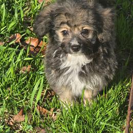 Oscar - Fawn male Companion Cross puppy in Grand Saline, Texas from Oldfield Outdoors