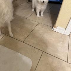 American Eskimo Dog Puppies from Bella's American Eskimos
