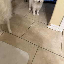 American Eskimo Dog Puppies from Bella's American Eskimos
