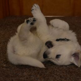 Golden Retriever Puppies from White Valley Goldens