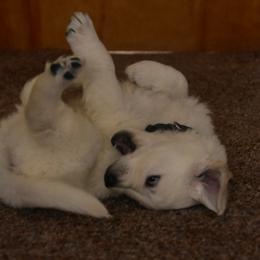 Golden Retriever Puppies from White Valley Goldens