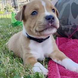 Girl 2 - female Staffordshire Bull Terrier puppy in Chattanooga, Tennessee from Tier 1 Staffordshire Bull Terriers