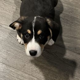 Cardigan Welsh Corgis from Lady Luna's Cardigan Welsh Corgis