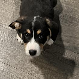 Cardigan Welsh Corgis from Lady Luna's Cardigan Welsh Corgis