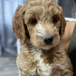 Goldendoodle Puppies from Totally Texas Doodles