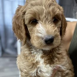 Goldendoodle Puppies from Totally Texas Doodles