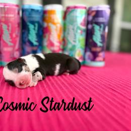 Cosmic Stardust - Blue merle male Australian Shepherd puppy in Jena, Louisiana from Diamond 5 Aussies
