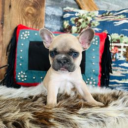Black - Fawn French Bulldog puppy in Jordan Valley, Oregon from Floating Feather Frenchies