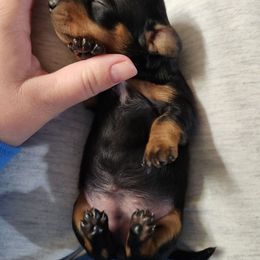 Dolly - Black and tan female Dachshund puppy in Cedarcreek, Missouri from Cedarcreek Dachshunds