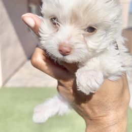 Elmer Fud - Parti male Yorkshire Terrier puppy in Las Vegas, Nevada from Yorkiepupsntcups