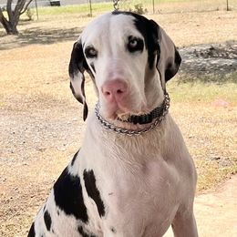 Stevie - Great Dane