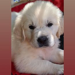 Golden Retriever Puppies from Cruz'n Golden Retrievers