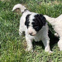 Quickie - Parti female Labradoodle puppy in Craig, Nebraska from Top Knot Companions Poodles and Labradoodles