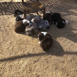 Australian Shepherd Puppies from Howell Aussies