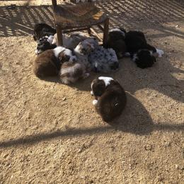 Australian Shepherd Puppies from Howell Aussies